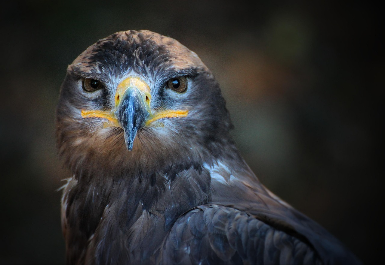 eagle-1072696_1280